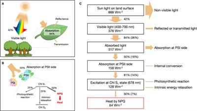 How much heat does non-photochemical quenching produce?